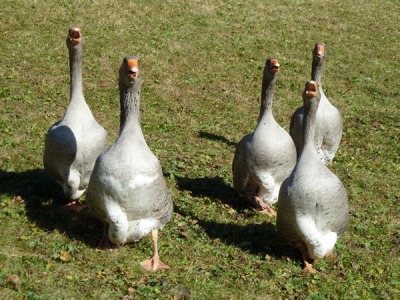 Unsere Nutztiere