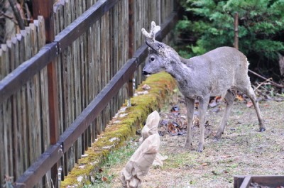 Der Bock im Garten