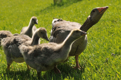 Unsere Nutztiere