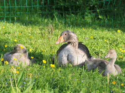 Unsere Nutztiere