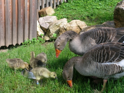 Unsere Nutztiere