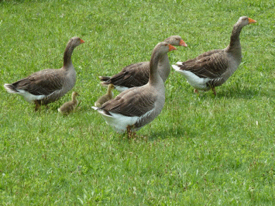 Unsere Nutztiere