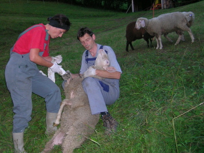 Unsere Nutztiere