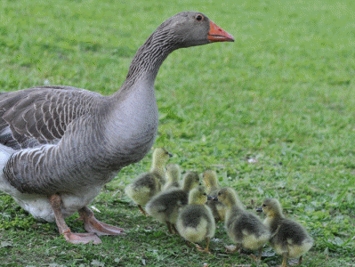 Unsere Nutztiere